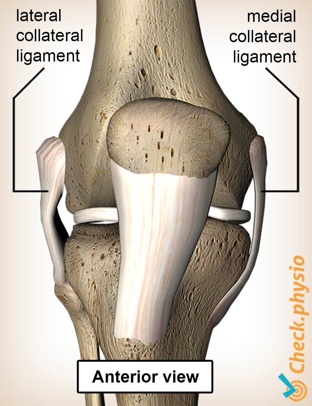 Medial Collateral Ligament