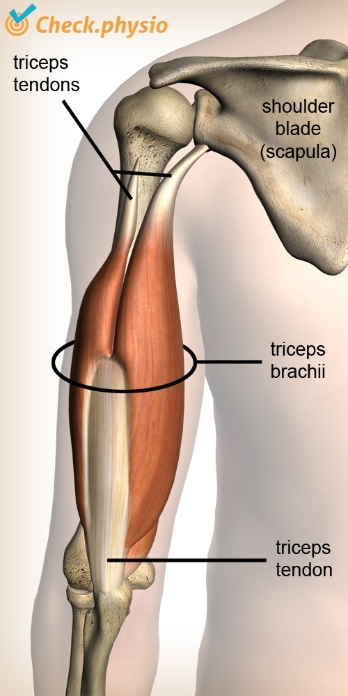 bicep and tricep muscles