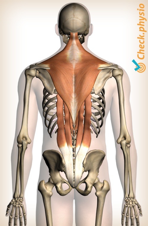 shoulder muscle strain