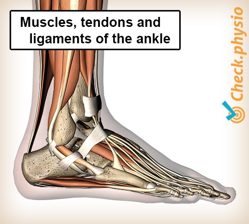 Ankle instability