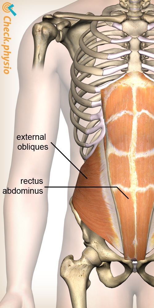 Male Abdominal Muscle Anatomy  Abdominal muscles anatomy, Muscle
