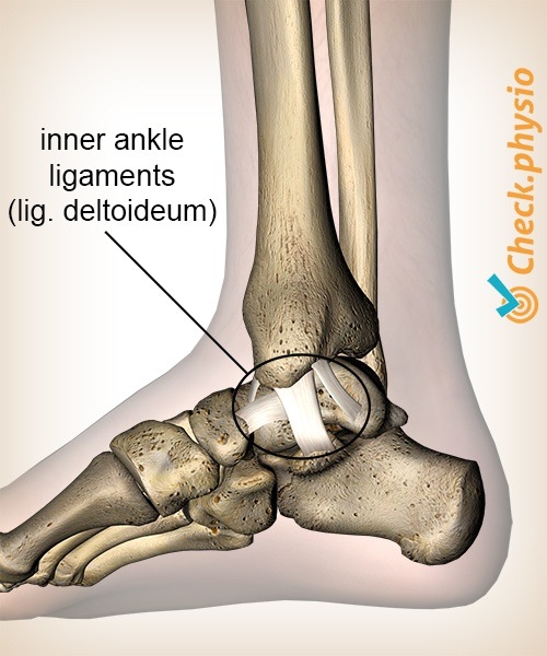 Medial ankle ligament injury
