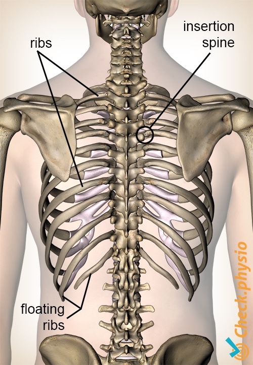 Posterior Ribs Anatomy - Anatomy Drawing Diagram